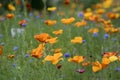 Eschscholzia californica cup of gold flowers in bloom, californian field, ornamental wild plants on a meadow