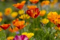 Eschscholzia californica cup of gold flowers in bloom, californian field, ornamental wild plants on a meadow