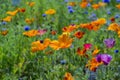 Eschscholzia californica cup of gold flowers in bloom, californian field, ornamental wild plants on a meadow