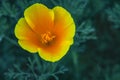 Eschscholzia californica, Fields of California Poppy during peak blooming time Royalty Free Stock Photo