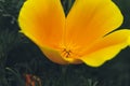 Eschscholzia californica, Fields of California Poppy during peak blooming time Royalty Free Stock Photo