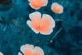 Eschscholzia californica, Fields of California Poppy during peak blooming time Royalty Free Stock Photo