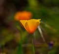 Eschscholzia californica Royalty Free Stock Photo