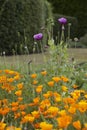 Eschscholzia californica -  orange California poppy and Opium Poppy - papaver somniferum with purple tall flowers Royalty Free Stock Photo