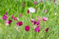 Eschscholzia californica or Poppy Carmine King is a flowering herb. The symbol of California