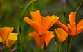 Eschscholzia californica wildflowers Royalty Free Stock Photo