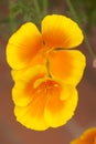 Eschscholzia californica, yellow and orange poppy wild flowers. Royalty Free Stock Photo