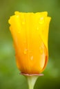 Eschscholzia californica, yellow and orange poppy wild flowers.