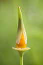 Eschscholzia californica, yellow and orange poppy wild flowers. Royalty Free Stock Photo