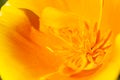 Eschscholzia californica, yellow and orange poppy wild flowers. Royalty Free Stock Photo