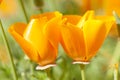 Eschscholzia californica, yellow and orange poppy wild flowers.