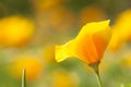 Eschscholzia californica, yellow and orange poppy wild flowers.