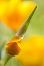 Eschscholzia californica, yellow and orange poppy wild flowers. Royalty Free Stock Photo