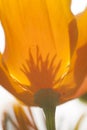 Eschscholzia californica, yellow and orange poppy wild flowers. Royalty Free Stock Photo