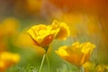 Eschscholzia californica, yellow and orange poppy wild flowers. Royalty Free Stock Photo