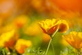 Eschscholzia californica, yellow and orange poppy wild flowers.