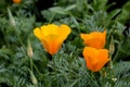 Eschscholzia