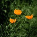 Eschscholzia orange poppy flowers vintage feel Royalty Free Stock Photo