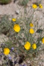 ESCHSCHOLZIA PARISHII - TWENTYNINE PALMS - 042420 D Royalty Free Stock Photo