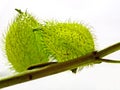 Esclepias flower/fruit