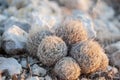 Escobaria tuberculosa, Cob beehive cactus, white-column foxtail cactus, white star. Royalty Free Stock Photo