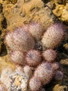 Escobaria tuberculosa or dasyacantha - foxtail cactus Royalty Free Stock Photo