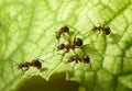 Escort of ants