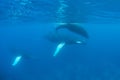 Escort, Mother and Calf Humpback Whales Royalty Free Stock Photo