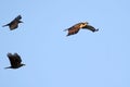 Escort. Two crows pursue an osprey in the air