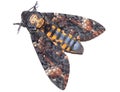 Esfinge de la calavera ( Acherontia atropos )