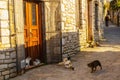 DATCA, MUGLA, TURKEY: There are a lot of cats on the street in the Eski Datca.