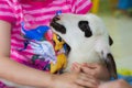 Eskisehir, Turkey - May 05, 2017: Sweet little girl caressing a lamb at the animal days event in the kindergarten.