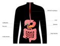 esophageal cancer concept