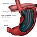 Esophageal sphincter anatomy 3d medical illustration on white background