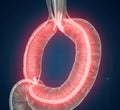 Esophageal Sphincter: The Key to Acid Reflux Royalty Free Stock Photo