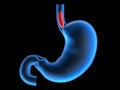 Esophagus Royalty Free Stock Photo