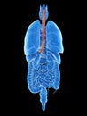 The esophagus