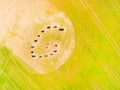 Esoteric geomancy symbol in green wheat field. Royalty Free Stock Photo