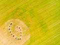 Esoteric geomancy symbol in green wheat field. Royalty Free Stock Photo