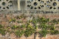 Espalier apple tree