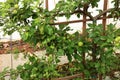 An Espalier Apple Tree attached to a wood trellis filled with a mass of apple growing on the branches