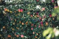 Espalier apple trees. Red Apples Growing At Apple Farm Royalty Free Stock Photo