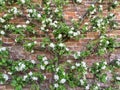 Espalier fruit tree trained against a brick wall.
