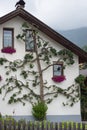 Espalier pear tree growing along the wall of a house