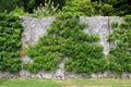 Espalier trained fruit tree on wall