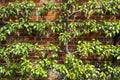 Espalier trained pear tree with young fruit