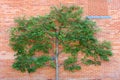 Espalier tree and red brick wall