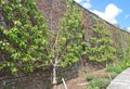 Espalier trees