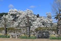 Espalier trees with Magnolia