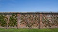 Espalier Trees